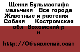 Щенки Бульмастифа мальчики - Все города Животные и растения » Собаки   . Костромская обл.,Вохомский р-н